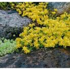 Sedum acre