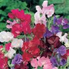 Lathyrus o. Bouquet