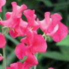 Lathyrus o. Lipstick